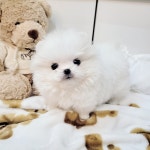 포메라니안.꼬숑 분양, 강아지분양 가정견♥♥30 미니포메라니안.꼬숑 1+1용품선물세트 이벤트 전국당일분양 수도권 픽업무료 도그짱 No... 