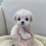 말티푸 분양, 강아지분양 2~3개월 강아지 5만원~ 분양합니다 도그짱 No1343125