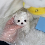 국내유일 안심분양 서비스 - 도그짱