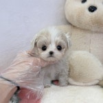 말티푸 분양, 강아지분양 2~3개월 강아지 5만원~ 분양합니다 도그짱 No