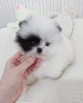 강아지분양 분양, 강아지분양 강아지분양 전국 상위1% 합리적분양 도그짱 No