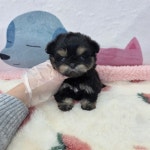 국내유일 안심분양 서비스 - 도그짱