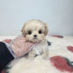 말티푸 분양, 강아지분양 2~3개월 강아지 5만원~ 분양합니다 도그짱 No