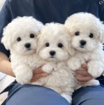 꼬숑 분양, 강아지분양 꼬숑 도그짱 No1346907