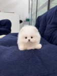 포메라니안 분양, 강아지분양 60일차 검진완료 포메라니안 최저가 분양중 도그짱 No1348566