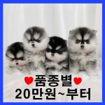 국내유일 안심분양 서비스 - 도그짱