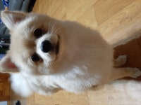 ☆ 강아지분양 강아지무료분양 도그짱 포메라니안 무료분양, 강아지무료분양 포메라니안 무료분양합니다. 도그짱 No