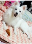 저패니즈스피츠 무료입양, 강아지무료분양 저패니즈스피츠 무료입양합니다. 도그짱 No307616