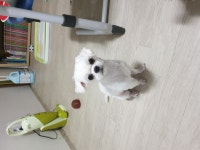 말티즈 무료분양, 강아지무료분양 말티즈 무료분양합니다. 도그짱 No