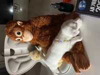 D 무료분양, 강아지무료분양 D 무료분양합니다. 도그짱 No