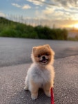 포메라니안 무료분양, 강아지무료분양 포메라니안 무료분양합니다. 도그짱 No