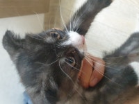 고양이 무료분양, 강아지무료분양 고양이 무료분양합니다. 도그짱 No