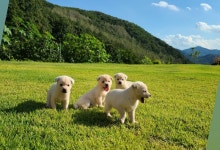 믹스견 무료분양, 강아지무료분양 믹스견 무료분양합니다. 도그짱 No