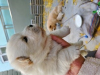 차우랑 믹스 소형견 무료분양, 강아지무료분양 차우랑 믹스 소형견 무료분양합니다. 도그짱 No