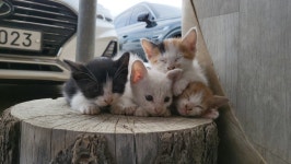 새끼고양이 무료분양, 강아지무료분양 새끼고양이 무료분양합니다. 도그짱 No