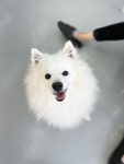 스피츠 무료분양, 강아지무료분양 스피츠 무료분양합니다. 도그짱 No