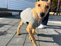 시고르자브르종 무료분양, 강아지무료분양 시고르자브르종 무료분양합니다. 도그짱 No