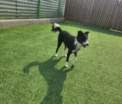 보더콜리 무료분양, 강아지무료분양 보더콜리 무료분양합니다. 도그짱 No