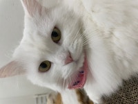 고양이 무료분양, 강아지무료분양 고양이 무료분양합니다. 도그짱 No