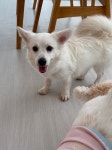 치와와 스피츠 믹스 무료분양, 강아지무료분양 치와와 스피츠 믹스 무료분양합니다. 도그짱 No