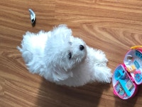 비숑프리제 무료분양, 강아지무료분양 비숑프리제 무료분양합니다. 도그짱 No