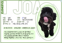 말티푸 무료분양, 강아지무료분양 말티푸 무료분양합니다. 도그짱 No