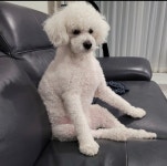 푸숑 무료분양, 강아지무료분양 푸숑 무료분양합니다. 도그짱 No