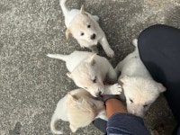 시고르잡종 무료분양, 강아지무료분양 시고르잡종 무료분양합니다. 도그짱 No