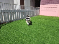 시츄 무료분양, 강아지무료분양 시츄 무료분양합니다. 도그짱 No