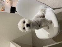 말티푸 무료입양, 강아지무료분양 말티푸 무료입양합니다. 도그짱 No503549