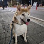 시바견 무료분양, 강아지무료분양 시바견 무료분양합니다. 도그짱 No