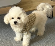 비숑프리제 무료분양, 강아지무료분양 비숑프리제 무료분양합니다. 도그짱 No519035