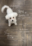 푸숑 무료분양, 강아지무료분양 푸숑 무료분양합니다. 도그짱 No