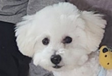 꼬숑 무료분양, 강아지무료분양 꼬숑 무료분양합니다. 도그짱 No
