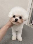 비숑프리제 무료분양, 강아지무료분양 비숑프리제 무료분양합니다. 도그짱 No536740