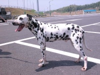 강아지교배, 달마시안 교배합니다. - 애견교배포털 도그짱