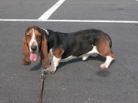 강아지교배, 바셋하운드 교배합니다. - 애견교배포털 도그짱