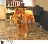 강아지교배, 차우차우 교배합니다. - 애견교배포털 도그짱