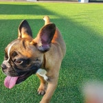 성견,성묘분양 똥꼬발랄멍뭉이 - 도그짱 매매장터