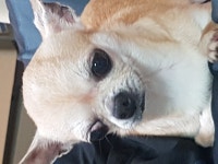 국내유일 안심분양 서비스 - 도그짱