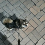 국내유일 안심분양 서비스 - 도그짱