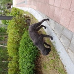 국내유일 안심분양 서비스 - 도그짱