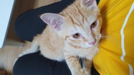 국내유일 안심분양 서비스 - 도그짱