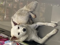 국내유일 안심분양 서비스 - 도그짱