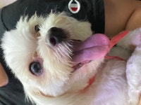 국내유일 안심분양 서비스 - 도그짱