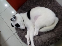 국내유일 안심분양 서비스 - 도그짱