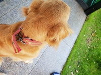 국내유일 안심분양 서비스 - 도그짱