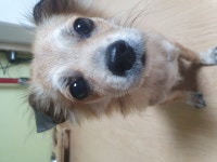 국내유일 안심분양 서비스 - 도그짱