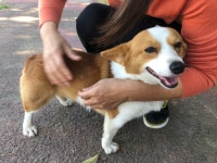 국내유일 안심분양 서비스 - 도그짱