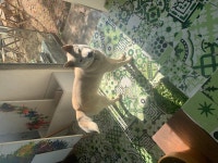 국내유일 안심분양 서비스 - 도그짱